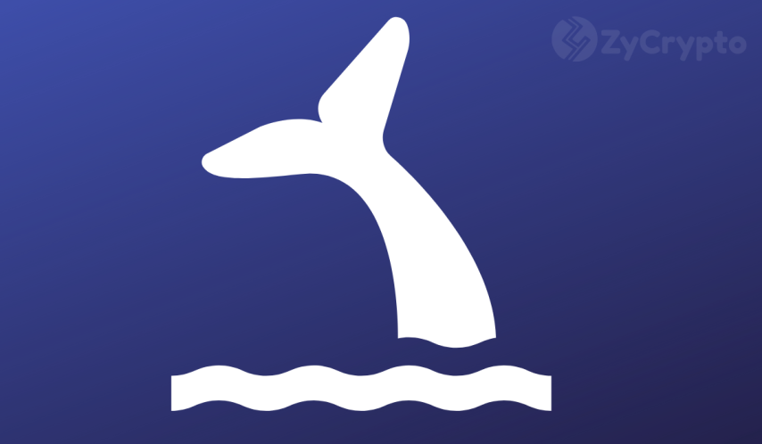 Bitcoin whales are present but retail players are no where to be found—expert speaks on potential impact ‬