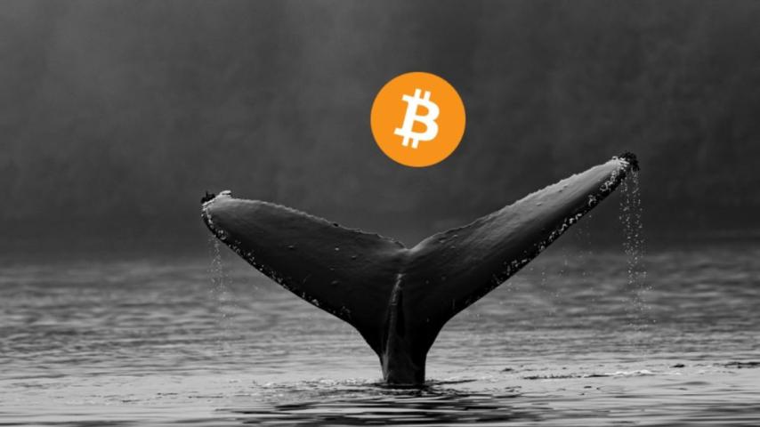 Bitcoin Sees Historic Whale Buying While Short-Term Traders Stay Cautious