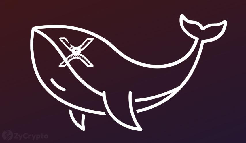 XRP Whale Activity Spikes To 3-Month High As CNBC Calls It ‘New Crypto Darling’: Why Its Crazy Bullish