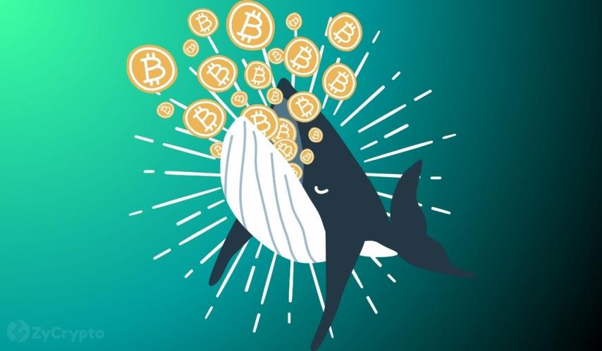 Bitcoin Whales Accumulate Aggressively As Price Slumps 20% in 3 Months
